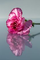 Els Deurloo